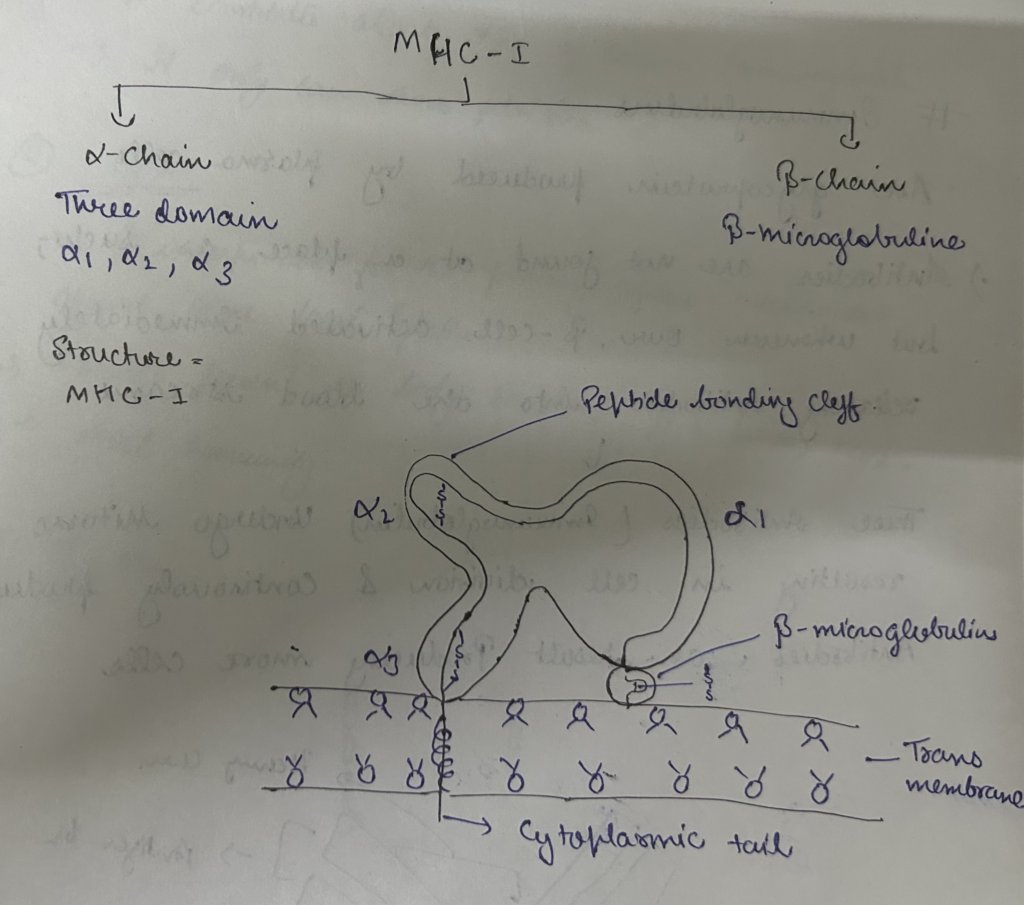 Type I MHC gene