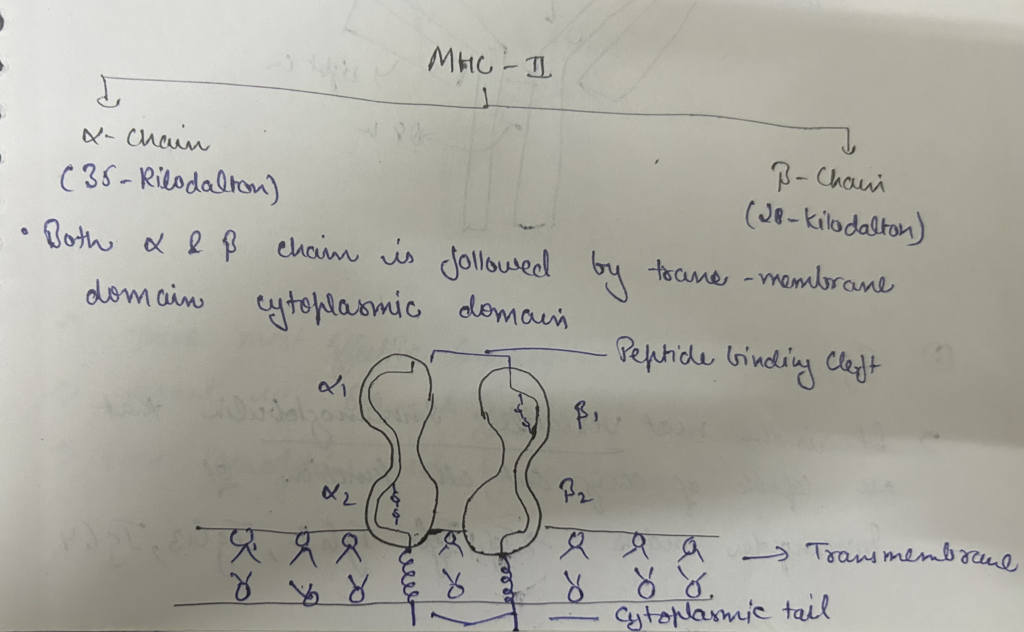 Type II MHC gene